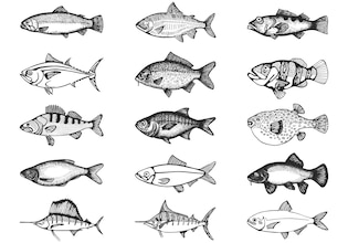 fish drawings