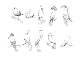 bird drawings