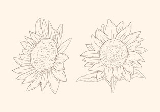 sunflower drawings