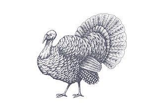 Turkey drawings